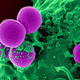 Células humanas atacando bacterias MRSA